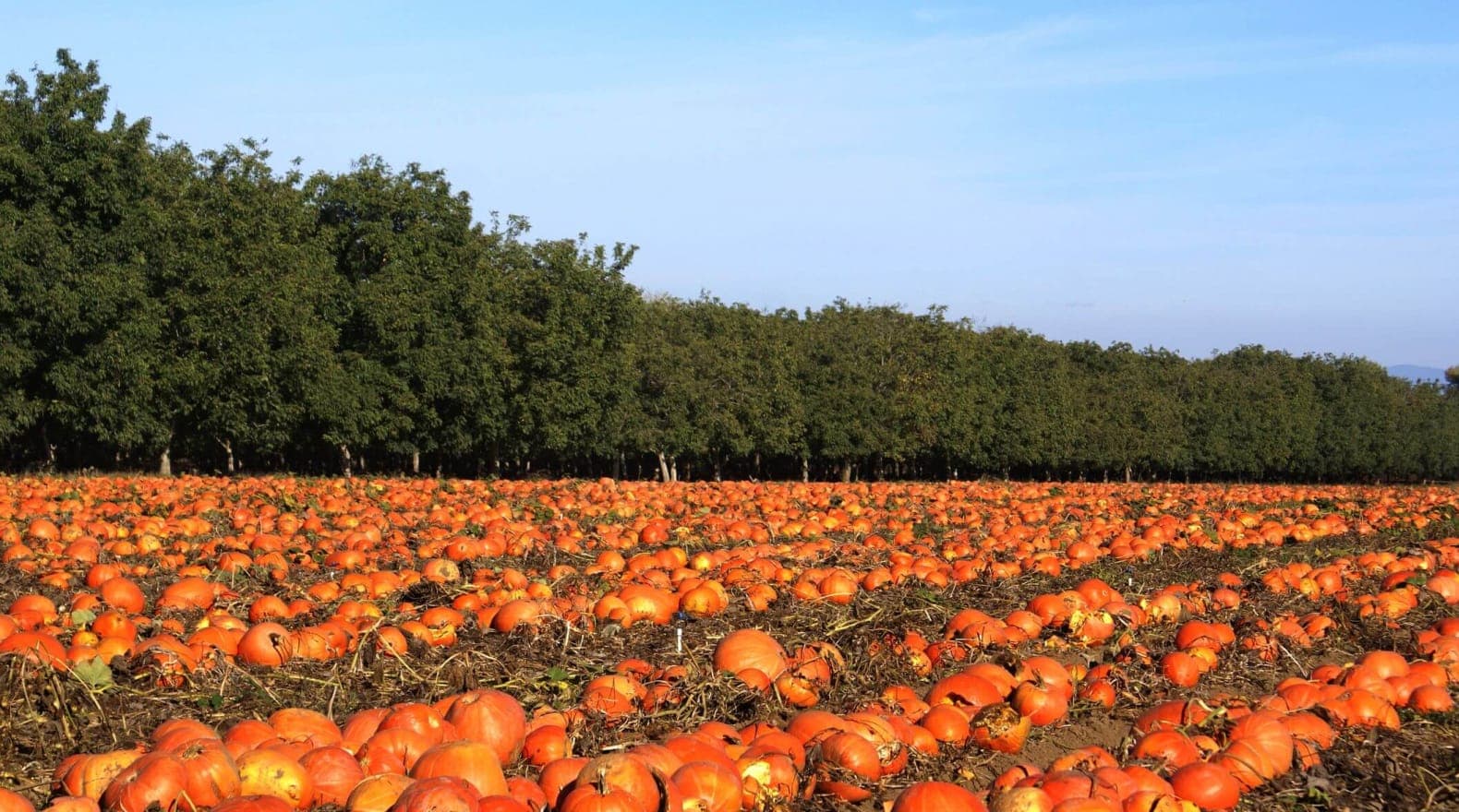 Sacramento Pumpkin Patch