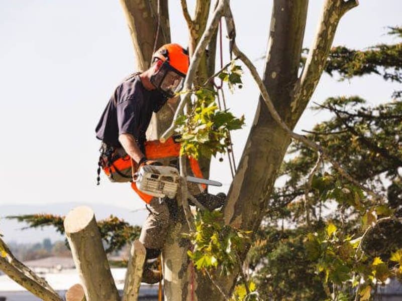 Tree Service & Tree Trimming Companies
